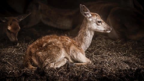 Codependence a Trauma Response